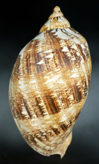 Huge Voluta Cymbiola magnifica F,  /F,  285 mm seashell Australia IG 5
