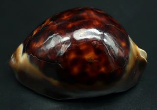 Dark Form W/halo: Cypraea Zoila Thersites F,  72.  5 Mm Aus Cowrie Seashell Ig