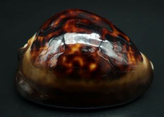 Dark form w/halo: Cypraea Zoila thersites F,  72.  5 mm Aus cowrie seashell IG 2