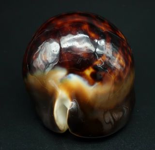 Dark form w/halo: Cypraea Zoila thersites F,  72.  5 mm Aus cowrie seashell IG 3