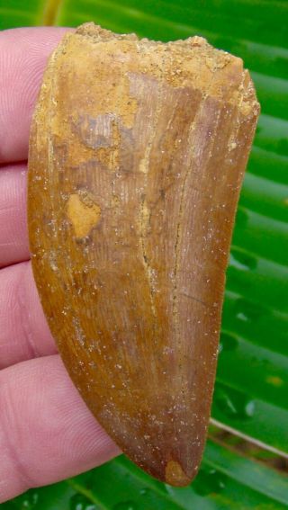 African T - Rex Carcharodontosaurus Dinosaur Tooth - 2 & 7/8 In.  100 Natural