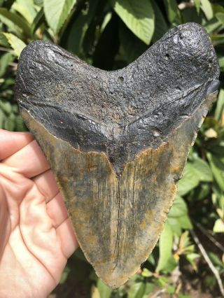 Huge Color 5.  40” Megalodon Tooth Fossil Shark Teeth