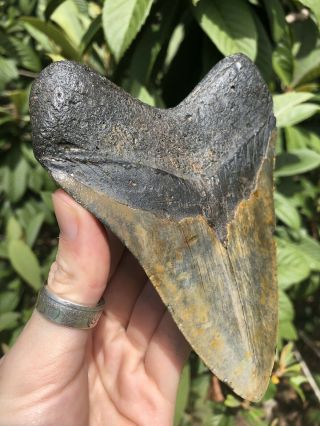 Huge Color 5.  40” Megalodon Tooth Fossil Shark Teeth 2