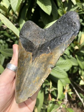 Huge Color 5.  40” Megalodon Tooth Fossil Shark Teeth 3