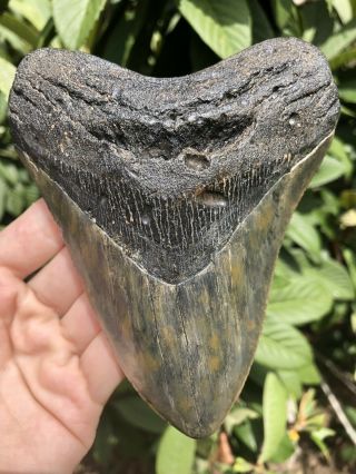 Huge Color 5.  40” Megalodon Tooth Fossil Shark Teeth 4