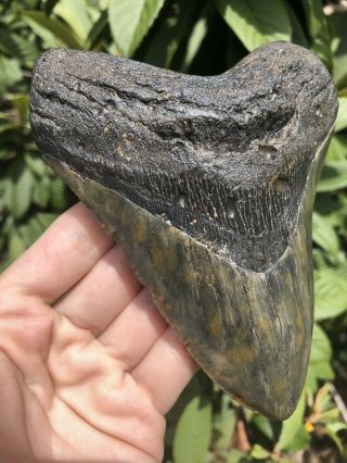 Huge Color 5.  40” Megalodon Tooth Fossil Shark Teeth 5