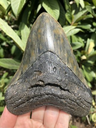 Huge Color 5.  40” Megalodon Tooth Fossil Shark Teeth 7