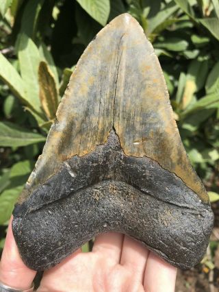 Huge Color 5.  40” Megalodon Tooth Fossil Shark Teeth 8