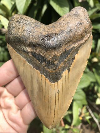 Huge Colorful 4.  69” Megalodon Tooth Fossil Shark Teeth