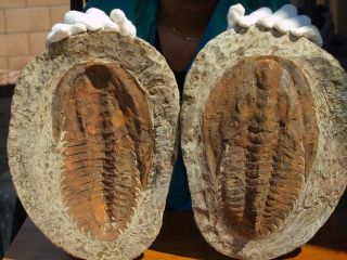 Huge 10.  5 " Inch Trilobite Andalusiana Cambropallas Positive Negative Fossil Pair