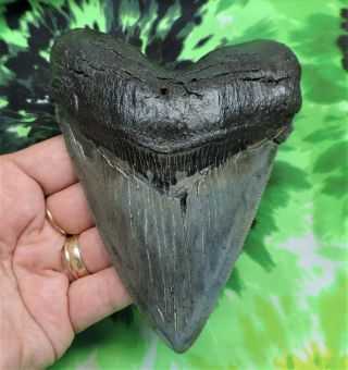 Megalodon Sharks Tooth 5 1/8  Inch Beauty Fossil Sharks Tooth Teeth