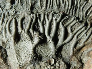 A Big 430 Million Year Old Natural Crinoid Fossil Or Sea Lily Fossil 1727gr E