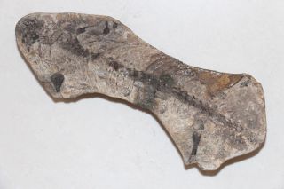 Crazy Natural And Rare Fossil Dinosaur Reptile Madagascar K04
