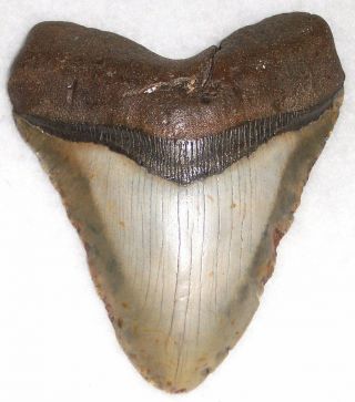 Large/wide Complete 5 1/8 " Fossil Megalodon Shark Tooth