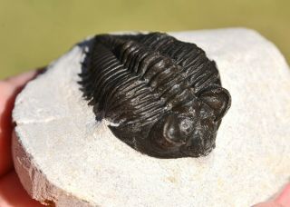 Museum Quality Trilobite Fossil,  Coltraenia Oufatenensis From Morocco 1