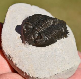 Museum Quality Trilobite Fossil,  Coltraenia oufatenensis from Morocco 1 4