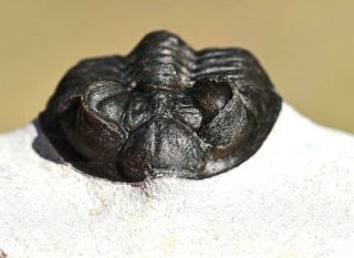 Museum Quality Trilobite Fossil,  Coltraenia oufatenensis from Morocco 1 6