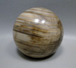 Petrified Wood 2.  25 Inch Stone Sphere Sequoia Fossil Washington 55 Mm Ball 1
