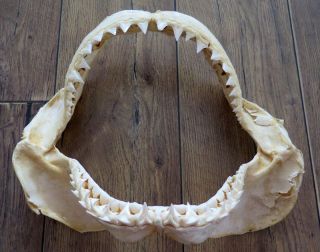 12.  99 " Nature Modern Great White Shark Jaws Taxidermy