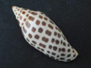 Scaphella Junonia Shell Seashell 91 Mm Florida