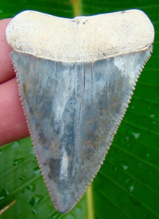 Great White Shark Tooth - 2 & 5/8 In.  Serrated - Colorful - No Restorations