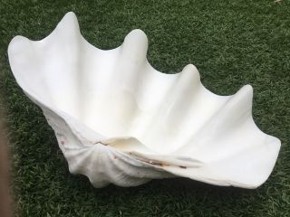 15 " Tridacna Gigas 1/2 Giant Clam Shell Seashell Aquaria Californiashells