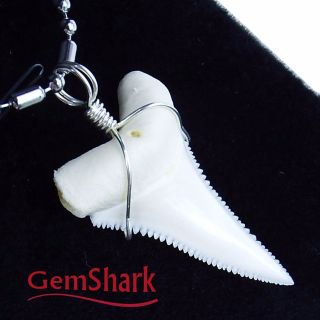 Natural Shark Tooth Necklace 1.  2 Inch Great White Silver Surfer Pendant Gemshark