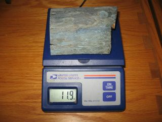 Fossil Wooly Mammoth Bark Tooth Prehistoric Ice Age Rare Blue Specimen