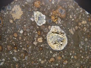 Meteorite NWA 11545 - Carbonaceous Chondrite : Type CV3 - Full Slice 2