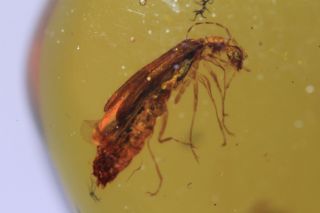 Very Rare Firefly.  Burmite 100 Natural Myanmar Insect Amber Fossil
