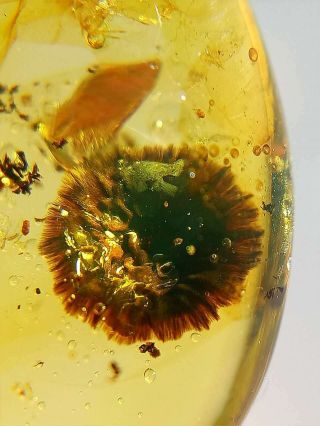 Yl0456 Unknown Flower In Fossil Burmite Amber
