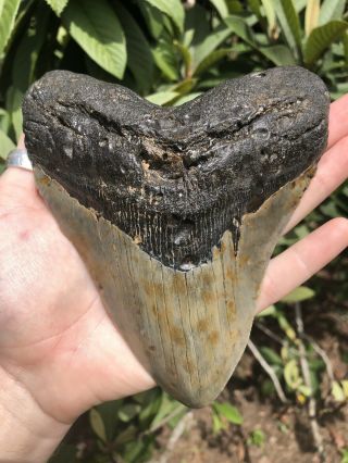 Huge Massive Quality 6.  36” Megalodon Tooth Fossil Shark Teeth Over 1 Lb 5” Wide 11