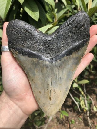 Huge Massive Quality 6.  36” Megalodon Tooth Fossil Shark Teeth Over 1 Lb 5” Wide 12