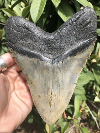 Huge Massive Quality 6.  36” Megalodon Tooth Fossil Shark Teeth Over 1 Lb 5” Wide
