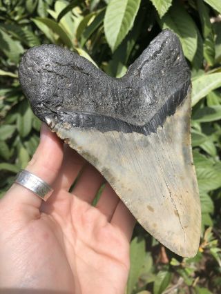 Huge Massive Quality 6.  36” Megalodon Tooth Fossil Shark Teeth Over 1 Lb 5” Wide 2