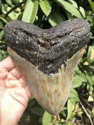 Huge Massive Quality 6.  36” Megalodon Tooth Fossil Shark Teeth Over 1 Lb 5” Wide 4