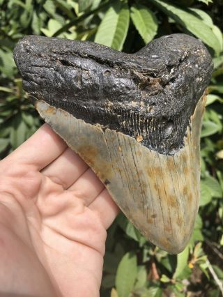 Huge Massive Quality 6.  36” Megalodon Tooth Fossil Shark Teeth Over 1 Lb 5” Wide 5