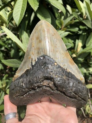 Huge Massive Quality 6.  36” Megalodon Tooth Fossil Shark Teeth Over 1 Lb 5” Wide 7