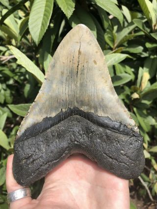 Huge Massive Quality 6.  36” Megalodon Tooth Fossil Shark Teeth Over 1 Lb 5” Wide 8