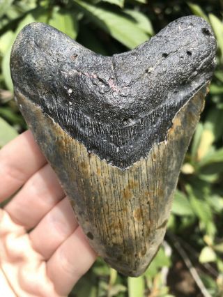 Huge Dark 4.  34” Megalodon Tooth Fossil Shark Teeth
