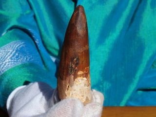 Massive Spinosaurus Dinosaur Tooth Fossil 3.  59 " Inches 112 Million Years Old