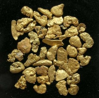 Jumbo 34.  8 Grain Pile Of Gold Nuggets: Yuba River,  Downieville,  California - Nr