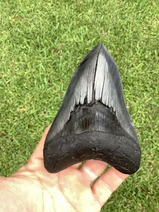 Serrated 4.  72” Megalodon Shark Tooth 100 Natural - No Restoration.