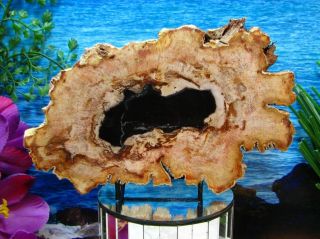 Petrified Wood Complete Round Slab Wbark Exquisite Onyx Copper Salmon Rust 8 "