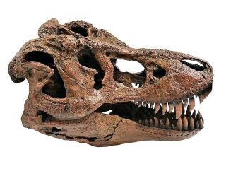 Tyrannosaurus Skull Pre Historic Dinosaur Bone Big Sculpture Head Trex Large