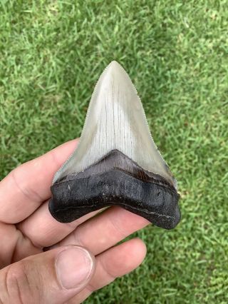 Colorful 3.  35” Chubutensis Fossil Shark Tooth 100 Natural No Restoration