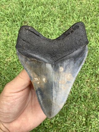 Colorful Serrated 5.  13” Megalodon Shark Tooth 100 natural - NO restoration. 2