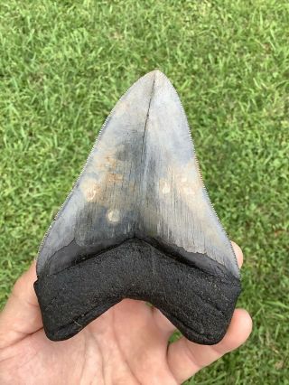 Colorful Serrated 5.  13” Megalodon Shark Tooth 100 natural - NO restoration. 4