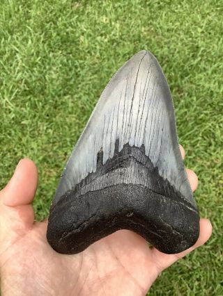 Large Serrated 5.  76” Megalodon Shark Tooth 100 Natural - No Restoration.