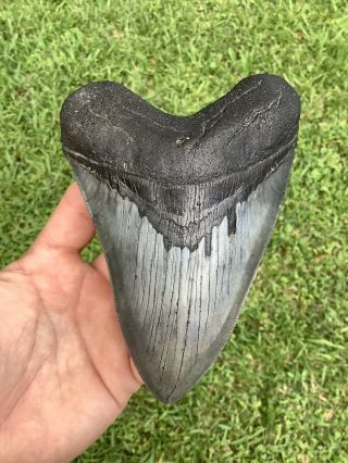 Large Serrated 5.  76” Megalodon Shark Tooth 100 natural - NO restoration. 3